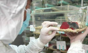 4只小鼠将住“太空宿舍”！中国空间站首次开展这项实验